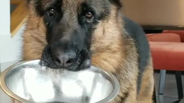 German Shepherd head tilts for more food