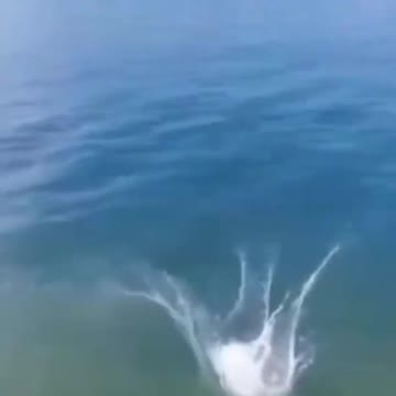 FUNNY SHORT ANIMALS VIDEO