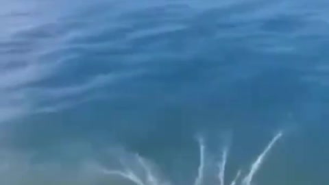 FUNNY SHORT ANIMALS VIDEO