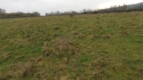 beautifula ponies near an iron age fort