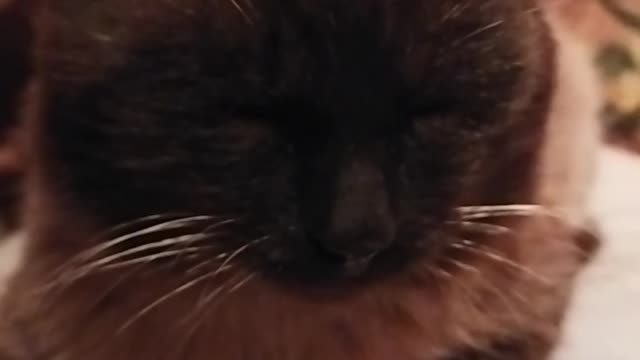 Тузик