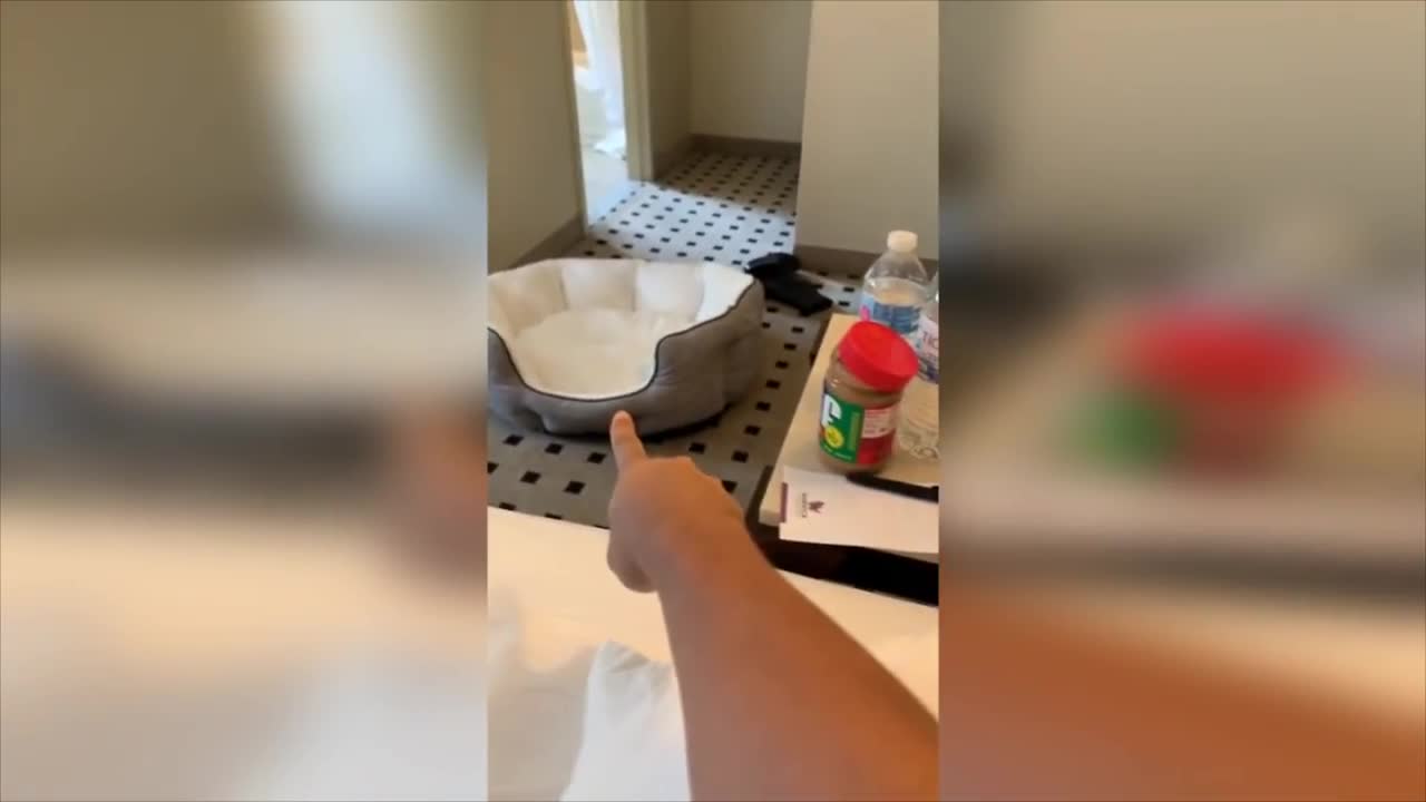 No NO Dog came girl just fan