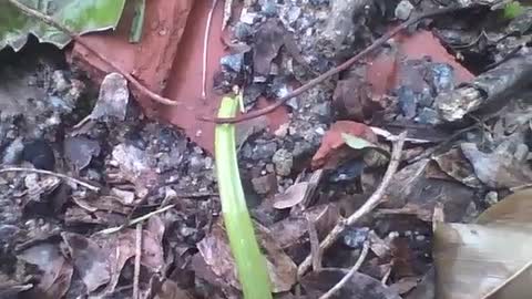 Formiga cortadeira carregando uma folha verde, passando por pedras e obstáculos [Nature & Animals]