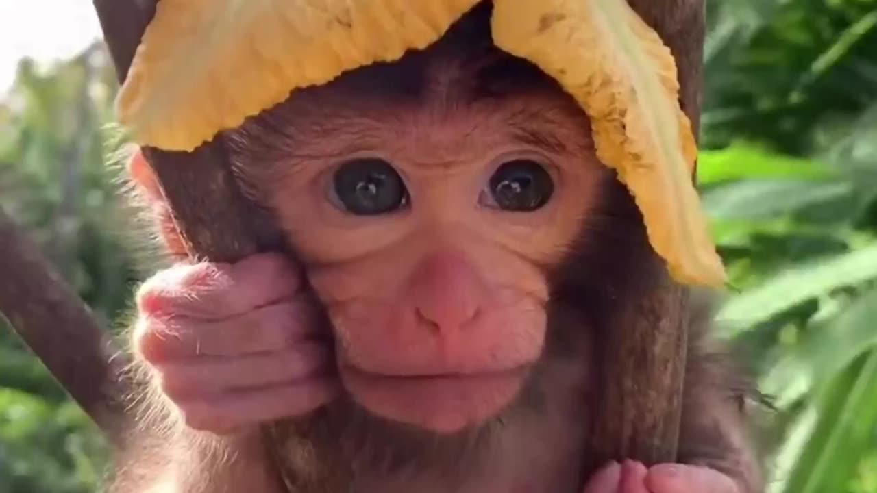 Sweet little monkey video