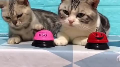 Lovely funny cats