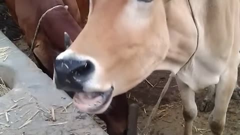 a crazy cow must watch