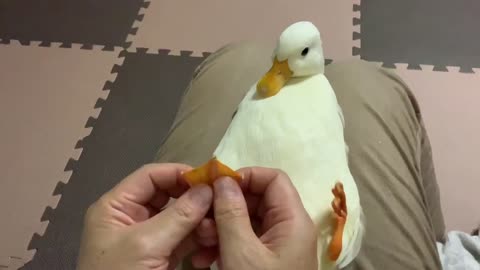 Cute baby duck likes to have foot massage