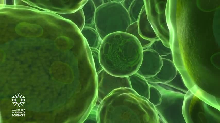 Trippy Science - Travel Deep Inside a Leaf (Great for CBD therapy relaxation)