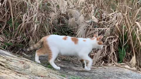 Korean hair short cat's nose walk