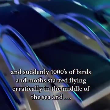 Disturbing - Erratic Behavior Birds & Moths Near Hurricane Milton