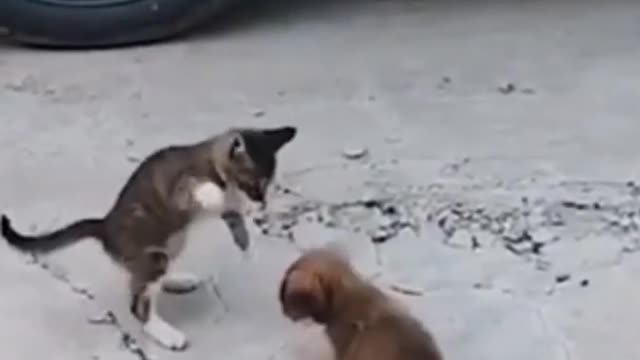 Cat Vs Dog Fight/funny dog vs cat short video