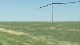 Hundreds of Crows on the light wires