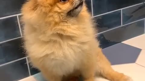 Dog Reaction on a LOUD Sound😁