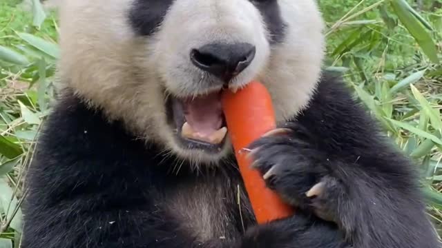 Panda online show eating carrots