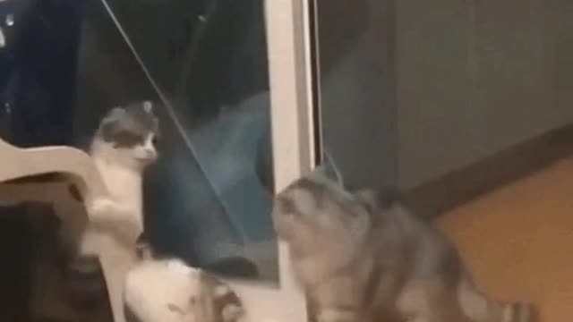 Funny Cat Fight