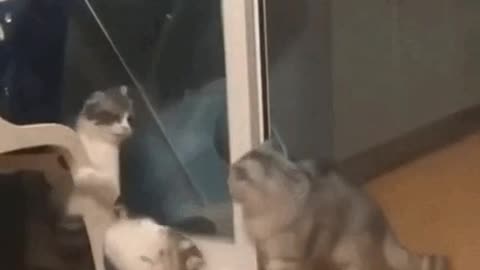 Funny Cat Fight