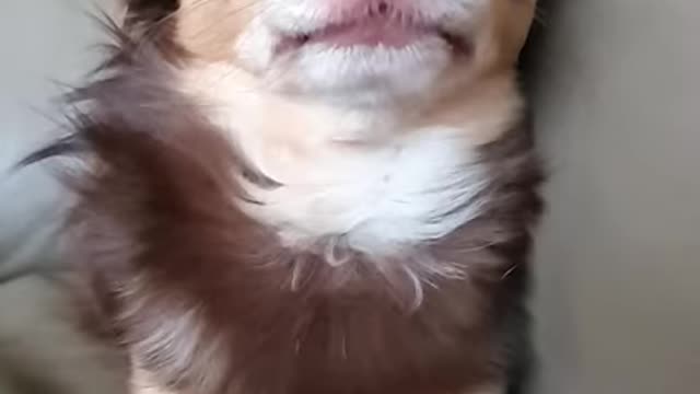 cute dog ! Yawning in slow motion with funny poses