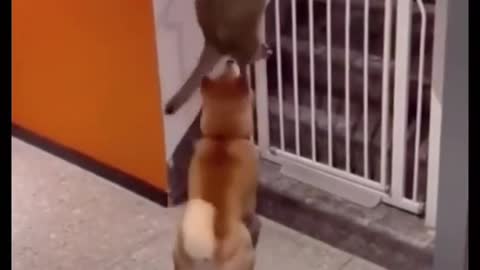 the dog helps the cat escape