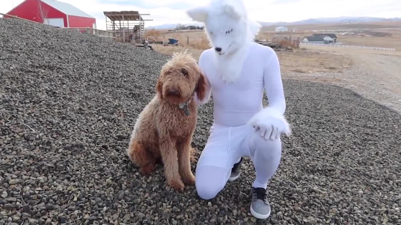 CUNNING WOLF