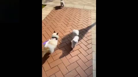 Cute and funny pets viral video | pets funny videos