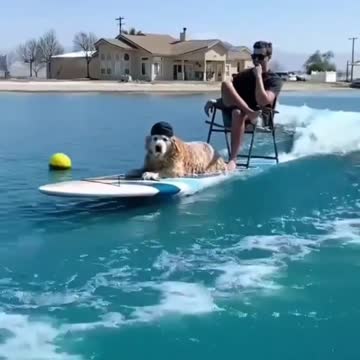 Having fun with surfing🦮