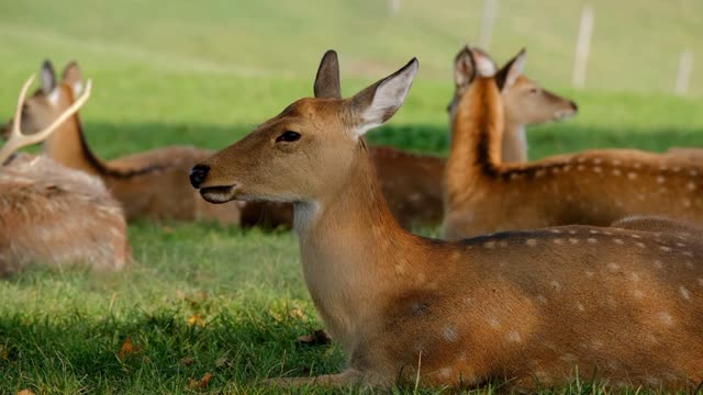 Cute DEERS with family