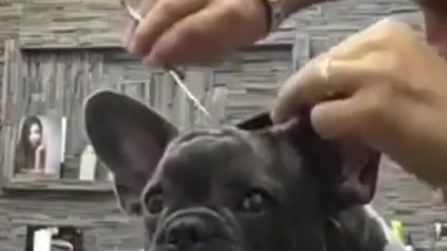 Cute and funny dog video