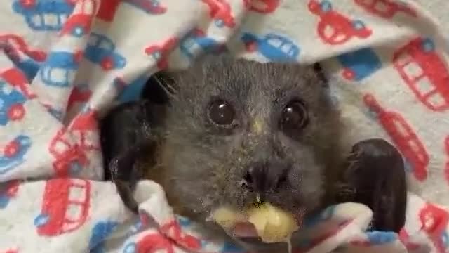 🔴BAT YOUNG/RESCUED/ VIDEO 2021🎬🔴a young bat was rescued