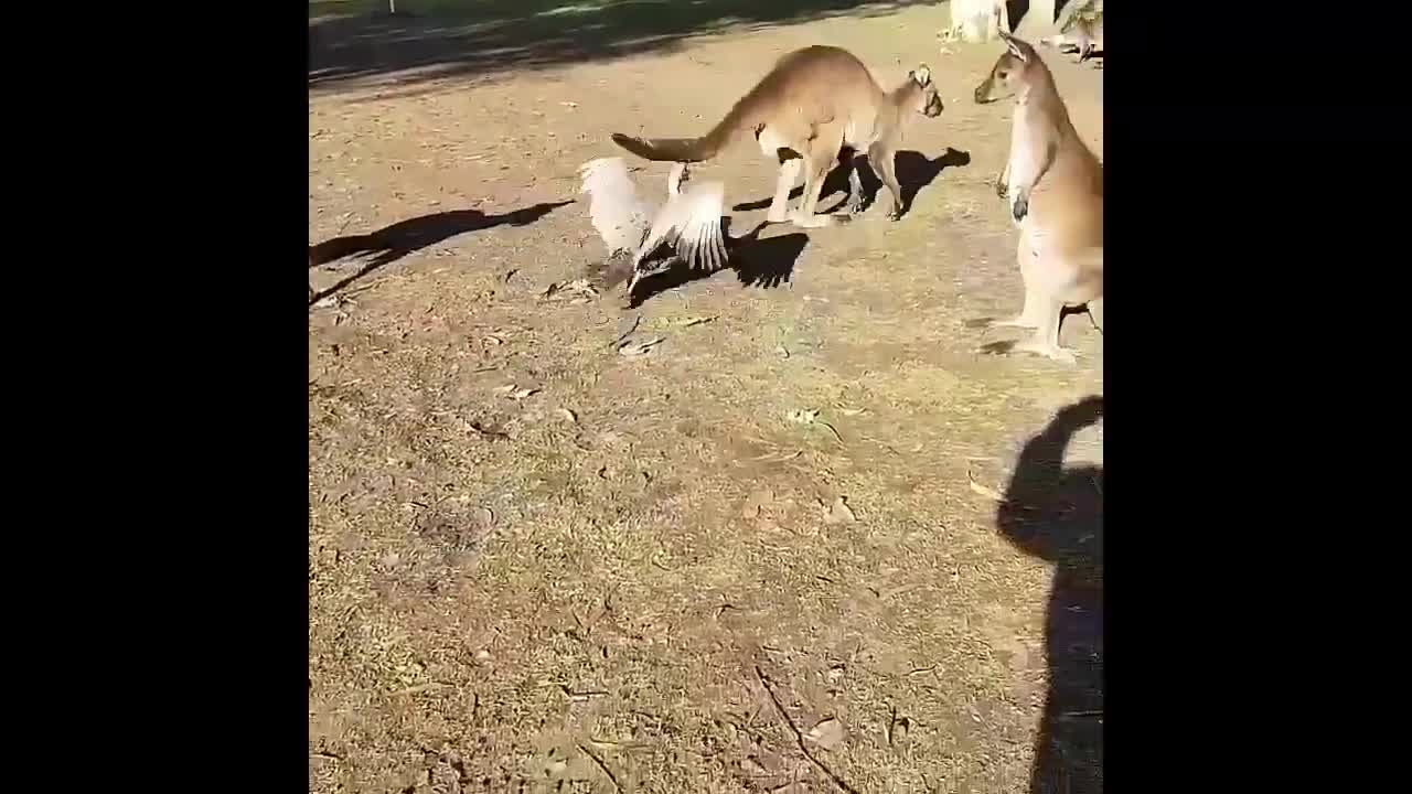 Funniest Animals😸 Attacking People Reaction😁