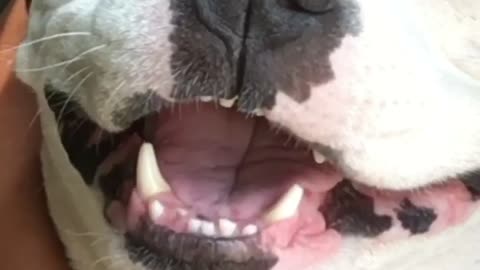 White dog smiling while on owners lap