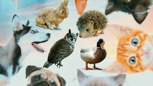 world pets