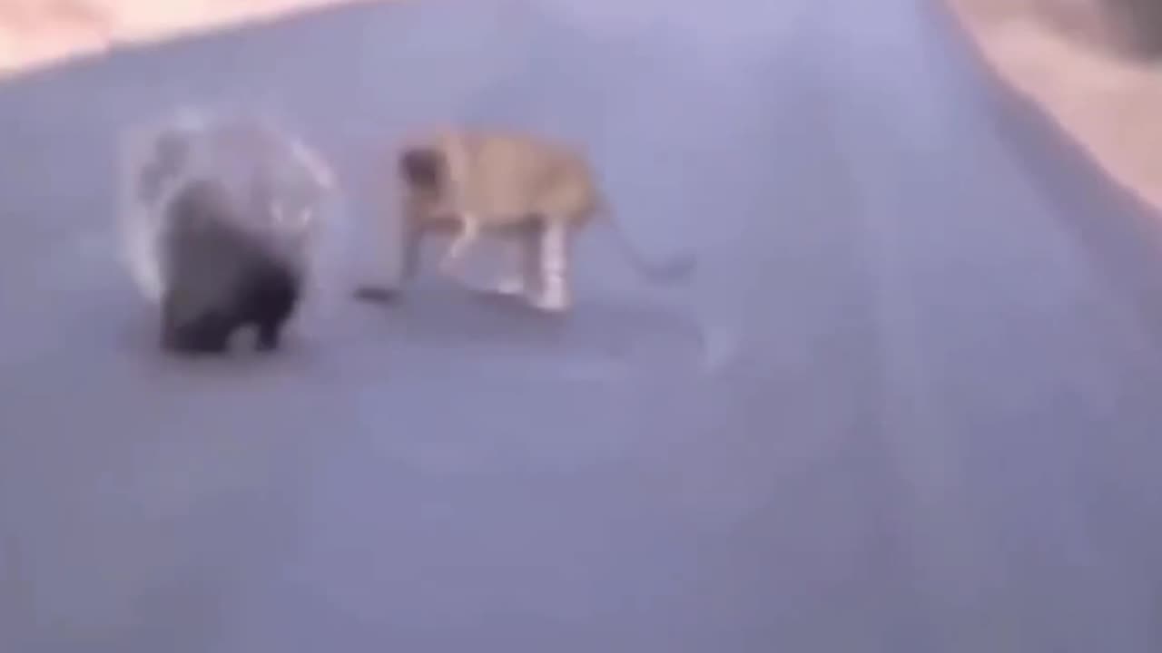 Leopard Vs Porcupine