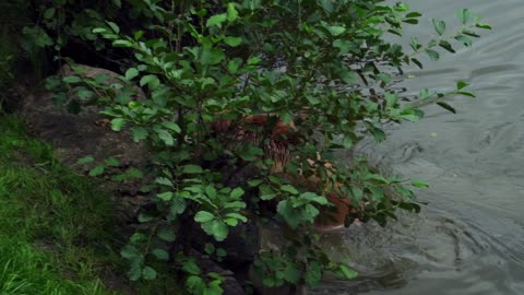 Amazing footage of a brown bear in the wild