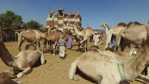 Camel market in city of Daraw, also known as Souq al-Gimaal, is one of the largest