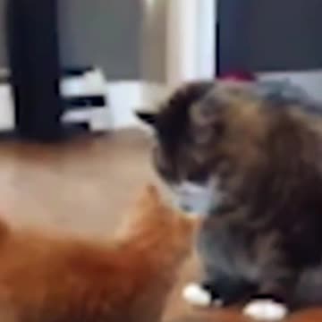 cat and baby cat fight. #short #funnyfight