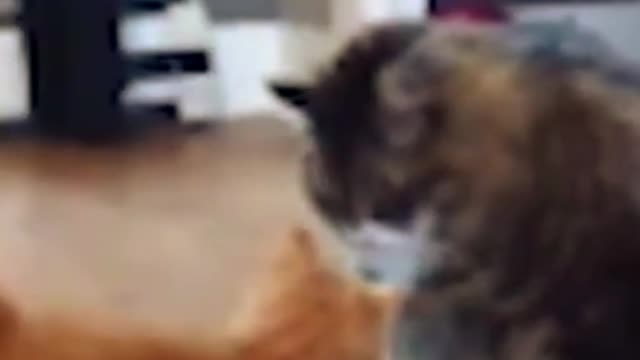 cat and baby cat fight. #short #funnyfight