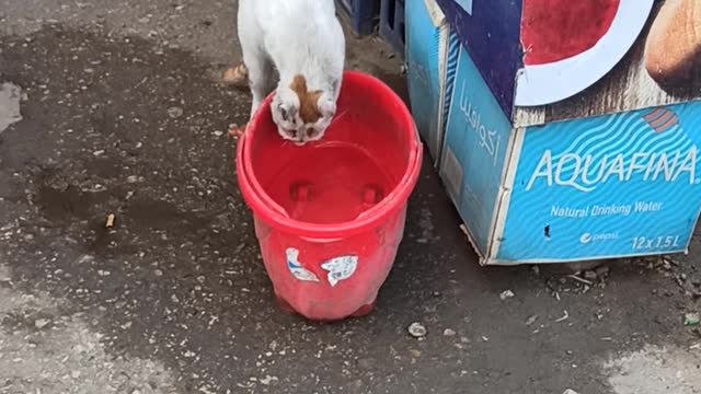 cat thirsty