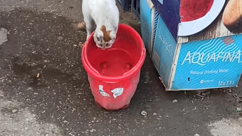 cat thirsty