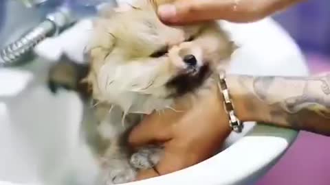 Baby Dogs Cute And Funny Video