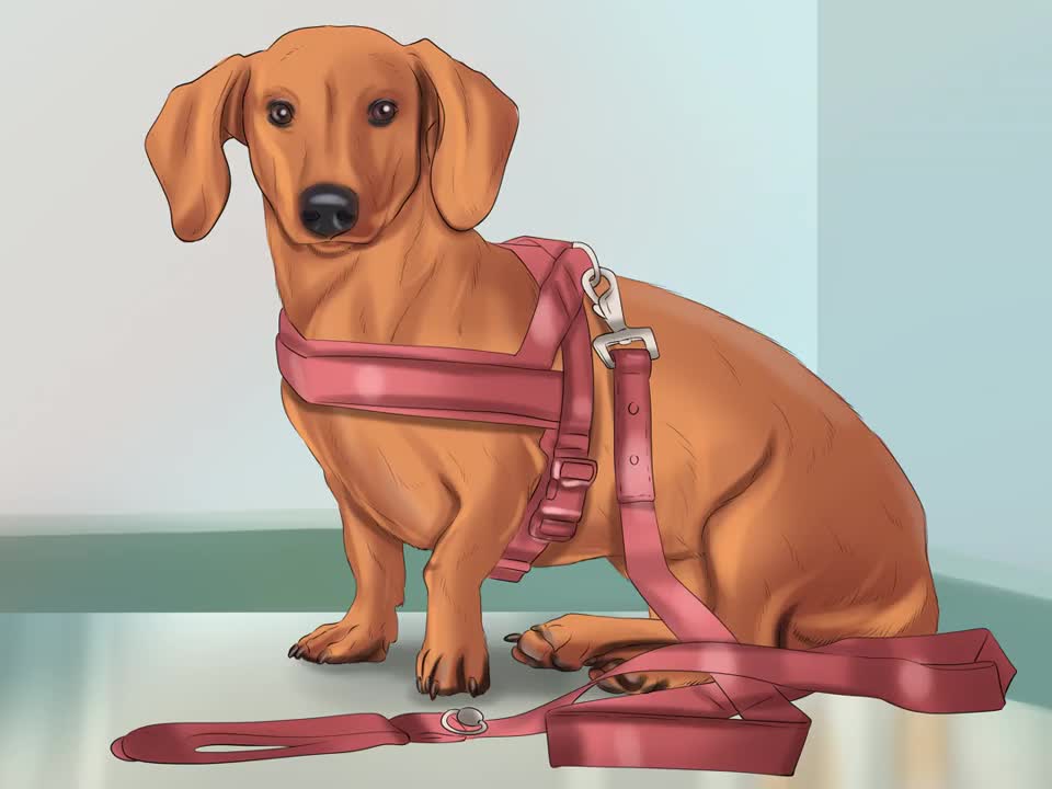 Caring For Your Dachshund