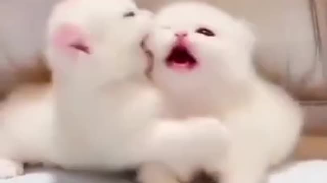 Precious kitten lovingly gives kisses to pappy best friends