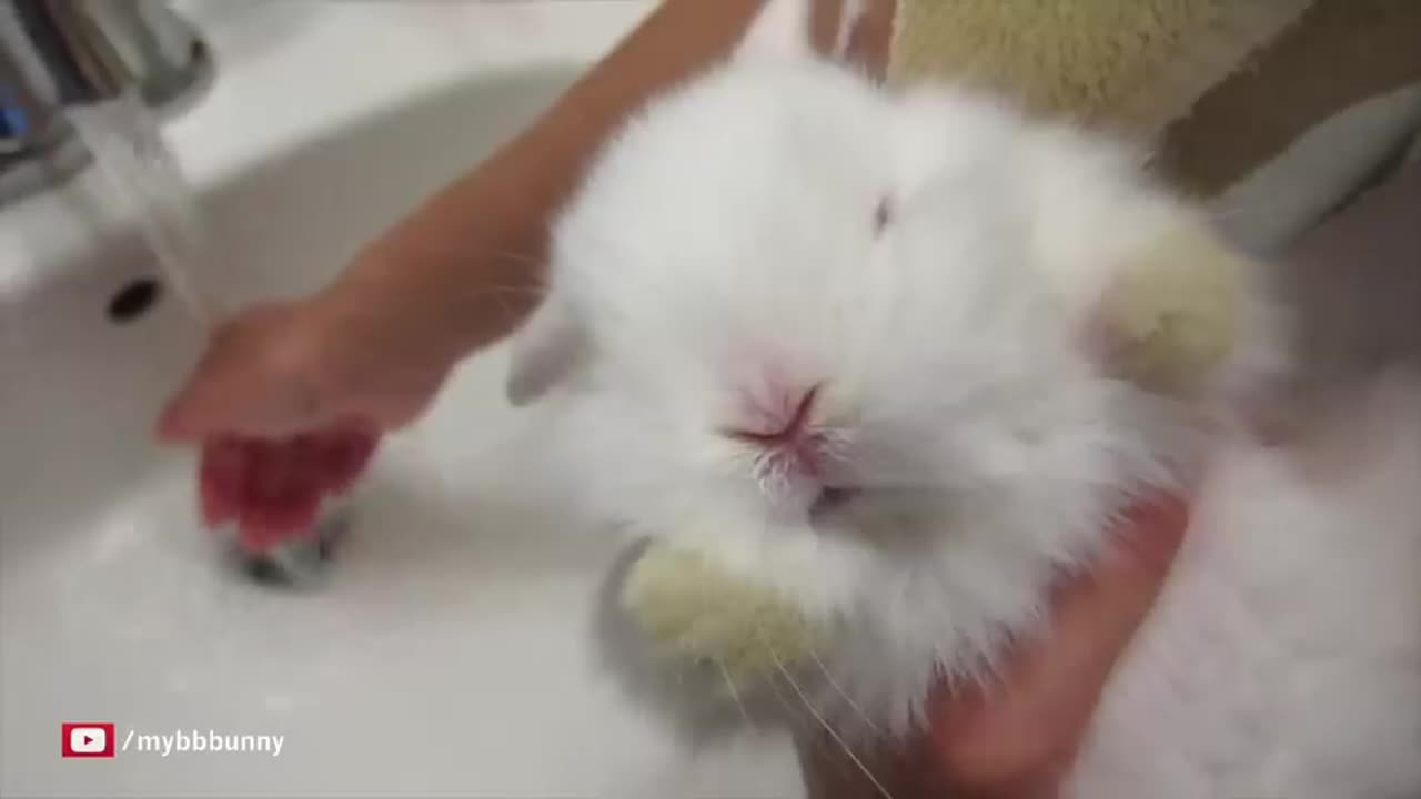 At times, it's hard to show just how cute bunnies