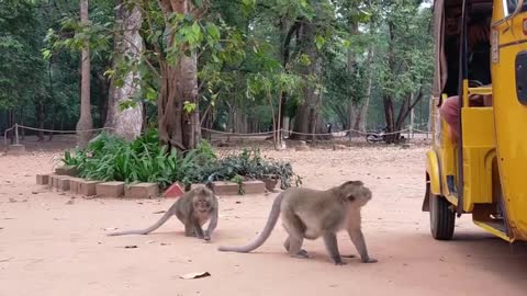 Tiger and monkeys prank