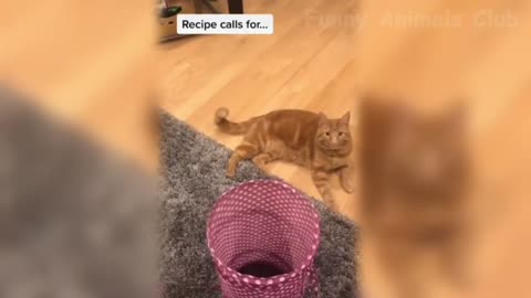 The best funny vidéos of the cute cats dogs