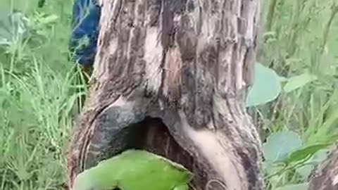 Parrot in nest