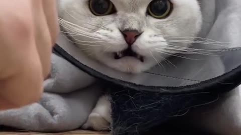 cat#fyp#pet