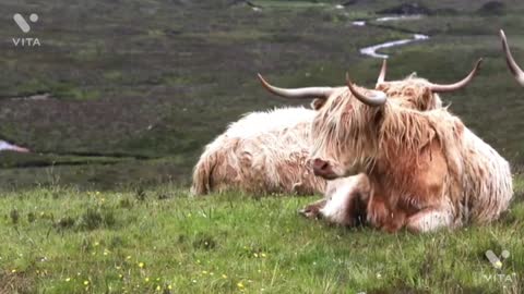 Animal Videos/This video is definitely very interesting to watch.