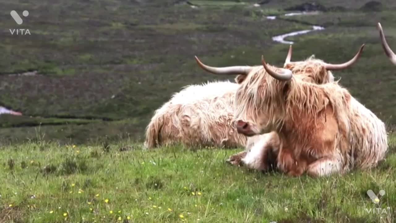 Animal Videos/This video is definitely very interesting to watch.