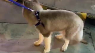 Sitti-Ayeesha Tamano Macabato on Instagram: “What it’s like to cross the street with Pocholo. #huskypuppy #huskiesofinstagram #husky #husky???? #husk