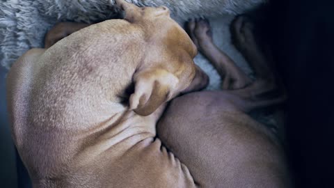 Sleeping Dog Brown Dog Cute Rest Resting Nap